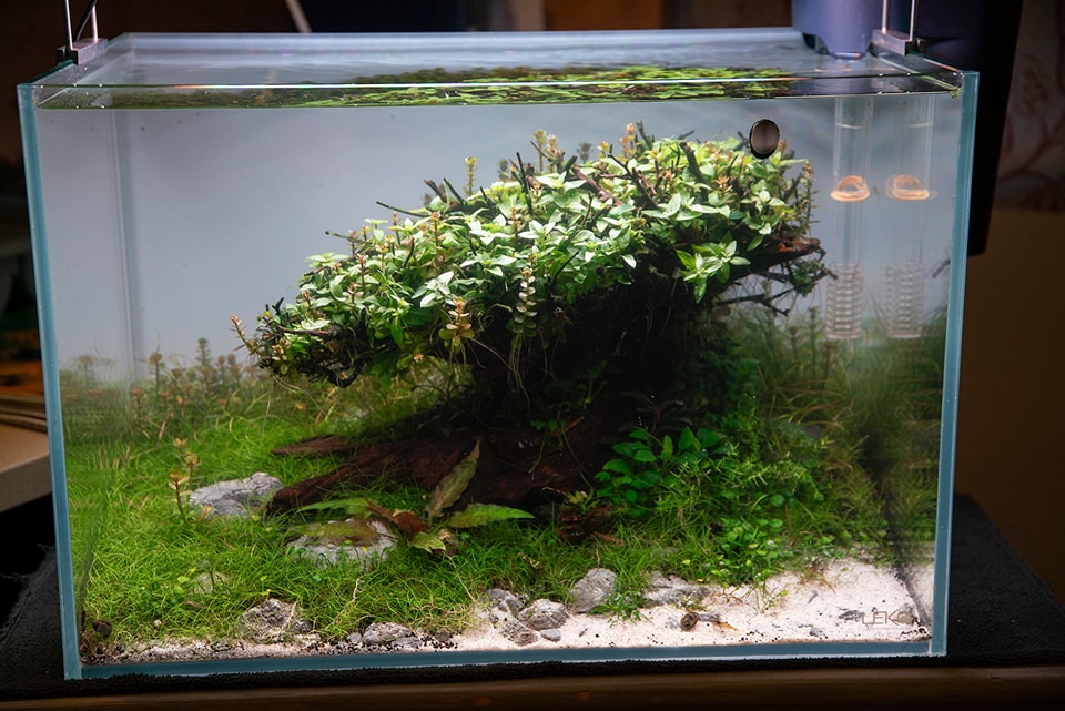 ANAC 2023 aquascape van Leon Koenders