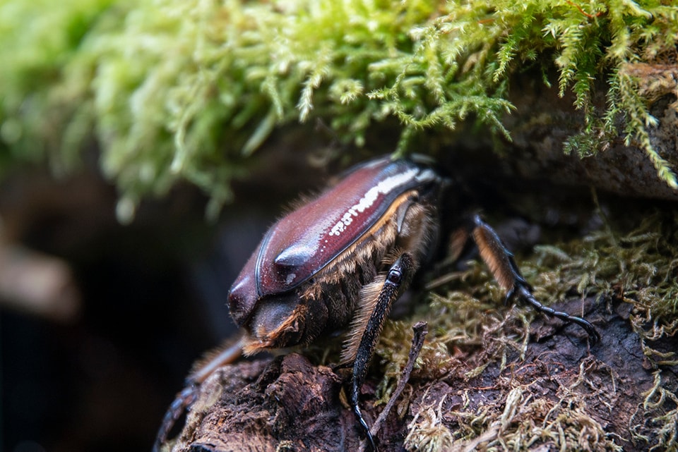 Better Beetles kever