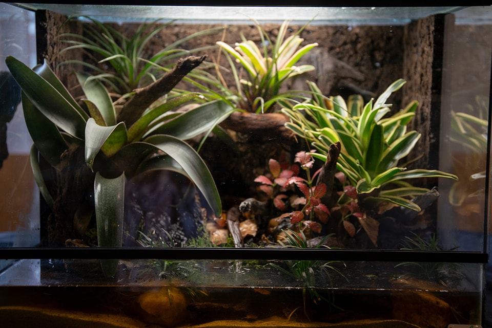 Paludarium